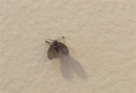 Look for spots or smears. Bathroom Fly - What's That Bug?