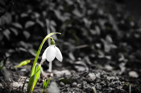 5 out of 5 stars. Lonely white spring snowdrop wallpapers and images ...