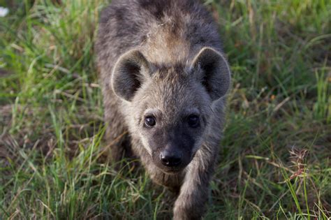 Inheritance Of Rank Hyena Mothers Pass Their Social Networks To Their Cubs
