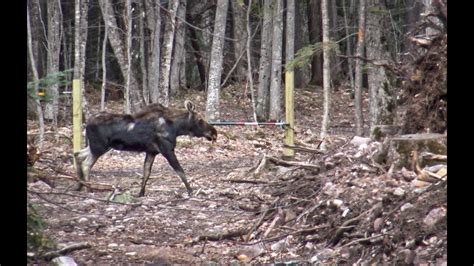 Michigan Moose Encounter Hunt Series Youtube