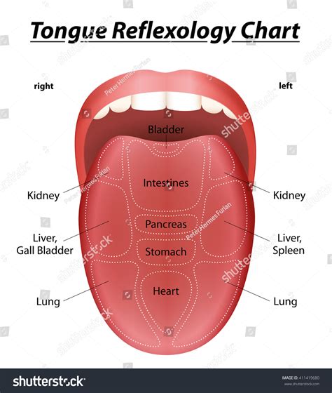 Tongue Reflexology Chart Description Corresponding Internal Stock
