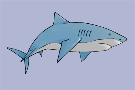Cómo dibujar un tiburón 20 pasos con fotos wikiHow
