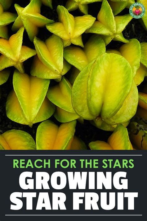 Star Fruit Tree Growing Unique Tropical Fruit Fruit Trees Fruit