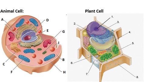 Ap Bio Unit 2 Cell Structures And Organelles Diagram Quizlet