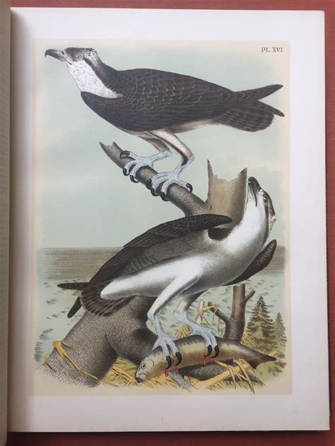 The Birds Of North America Published In 1881 Lithographs From Studers