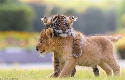 Adorable Photographs Show Inseparable Tiger And Lion Cubs In Southern