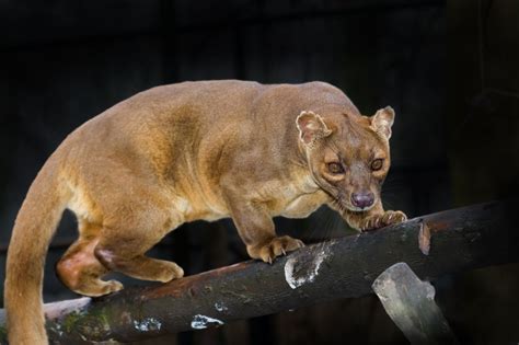 Meet The Euplerids The Strange Carnivores Of Madagascar