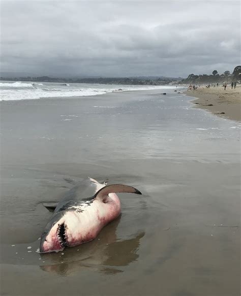 In Photos Great White Shark Washes Up On Santa Cruz Beach Live Science