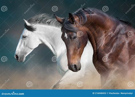 Horses Portrait In Motion Stock Photo Image Of Motion 216048452