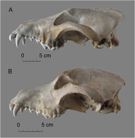 Visual Difference In Wolf And Dog Skull Morphology A Recent