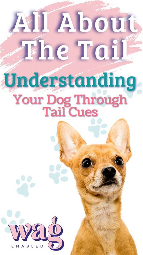 Recognizing Different Tail Wag Meanings Dog Mom Tips How To Understand