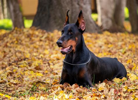 The Doberman Pinscher Guide History Personality Food Training Care