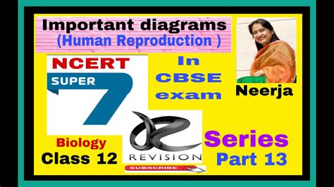 Important Diagramsbiology Class12 Cbse 2021human Reproduction By