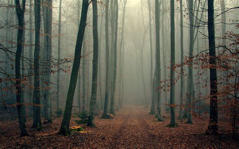 The Best Aesthetic Foggy Forest Wallpaper 2022