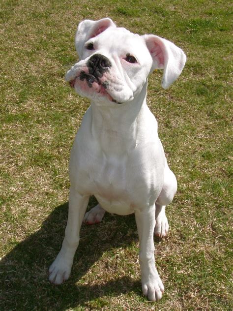 Get healthy pups from responsible and professional breeders at puppyspot. Boxer Dog Info, Temperament, Puppies, Pictures