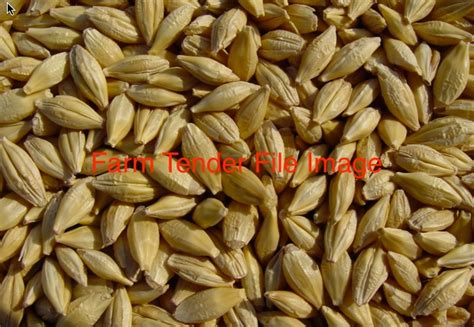 Through livestock wealth i have peace of mind knowing that my babies (cows) are taken care of. High Yielding Early Maturing Barley Seed For Sale | Grain