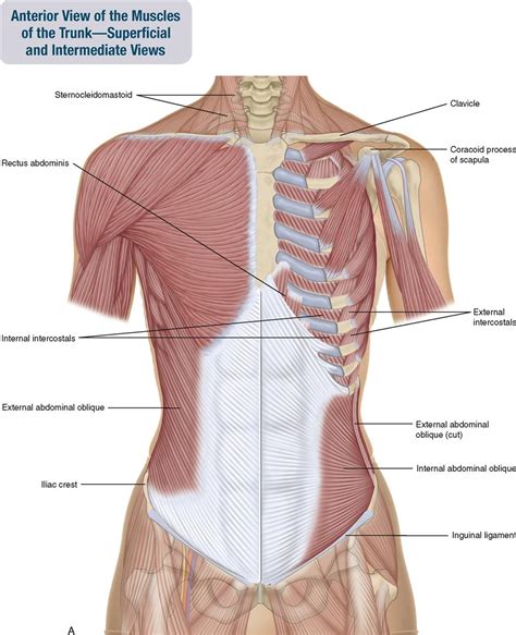 Rib Cage Muscles Muscles Of The Rib Cage Labeled Intercostal Muscles
