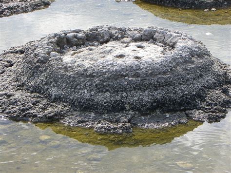 Travels With Gail And Rob Stromatolites Of Lake Thetis