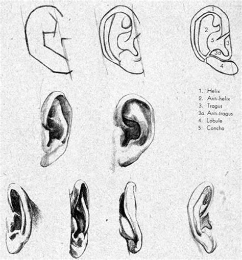 How To Draw A Realistic Ear For Beginners Askworksheet