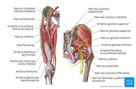 Now that you watched the video, you. Principais artérias, veias e nervos do corpo - Anatomia ...