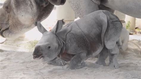 Zoo Miami Welcomes First Rare Indian Rhino Born By Artificial