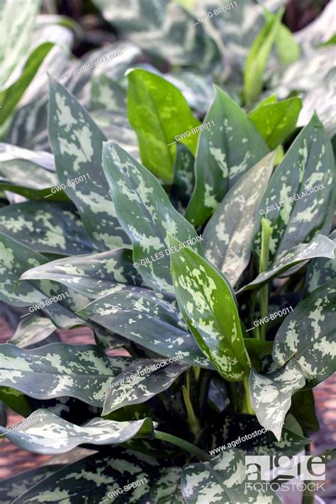 Aglaonema Emerald Beauty Stock Photo Picture And Rights Managed