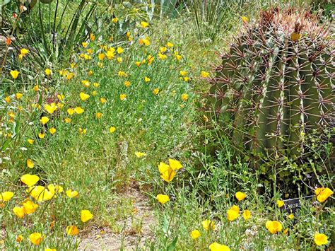 10 Best Places To See Wildflowers In Arizona