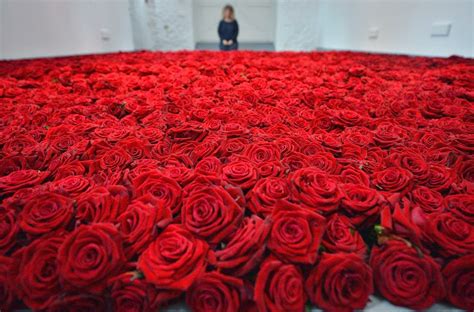 gambar foto bunga mawar merah ayeeycom