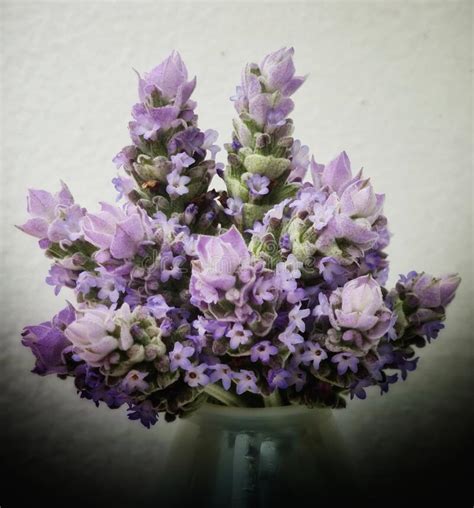 French Lavender Flower Bouquet Stock Image Image Of Bouquet French