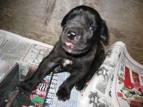 This page includes the following content: EUROPEAN GREAT DANE PUPPIES FOR SALE ADOPTION from ...