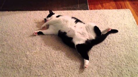 Entspannte Katze Sleeping Cat Youtube