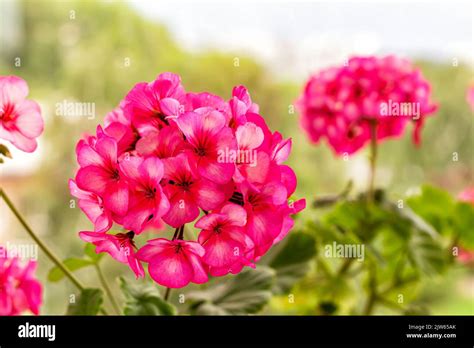 Balcony Pelargonium Hi Res Stock Photography And Images Alamy