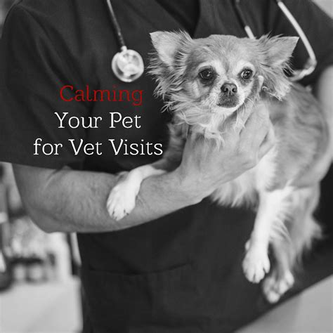 9 Tips for Calming Your Pet Before and During Vet Visits – Animal