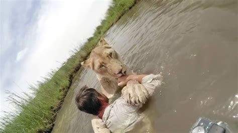 Lioness Jumps Into Arms Of Lion Whisperer Kevin Richardson Who