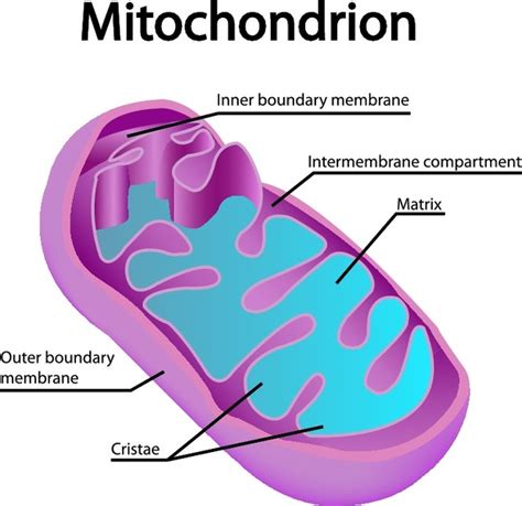 Animal cells contain these cylindrical structures that organize the assembly of microtubules during cell division. Mitochondrion and Cristae - THE INNER WORKINGS OF AN ...