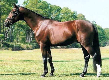 Entdecke 12 anzeigen für quarter horse kaufen rheinland pfalz zu bestpreisen. Rheinland-Pfalz-Saar | Horses, Show horses, Types of horses