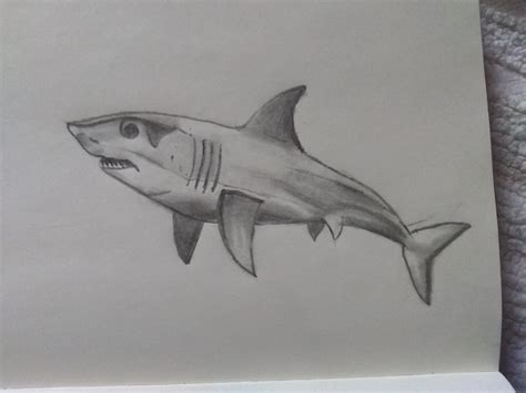 10 Dibujos A Lapiz De Tiburones