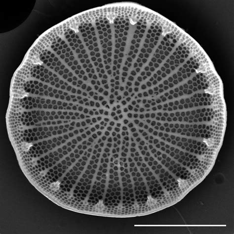 Image 17287bse005 Species Diatoms Of North America