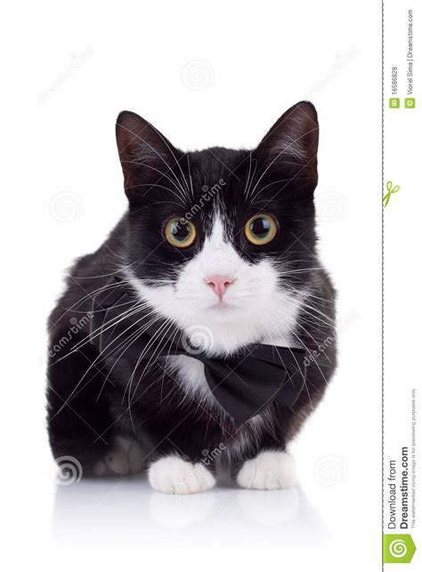 Cute Black And White Cat Stock Photo Image Of Cute Alert
