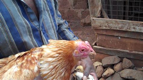 The domestic chicken that is caused by a paramyxovirus of the genus rubulavirus (species newcastle disease virus), that is marked by highly… … medical dictionary. Newcastle Disease - YouTube