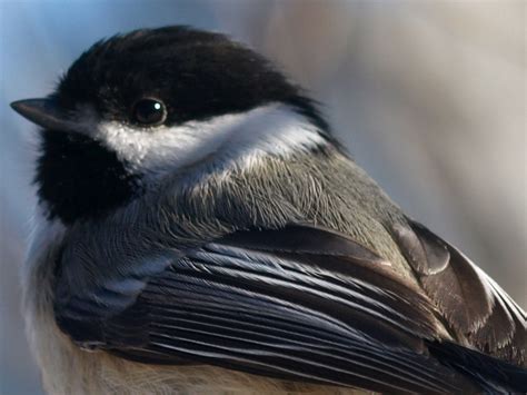 Capt Mondo's Photo Blog » Blog Archive » Chickadee Picture of the Day