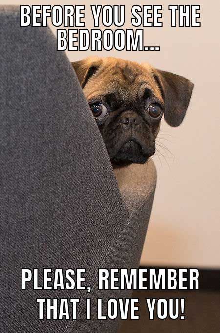 14 Funny Pug Memes That Will Make You Happy Petpress