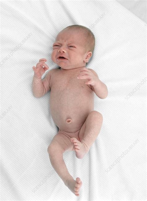 Two Week Old Baby Boy Stock Image F Science Photo Library