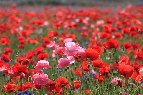 Poppies Field Summer Nature Wallpaper Coolwallpapersme