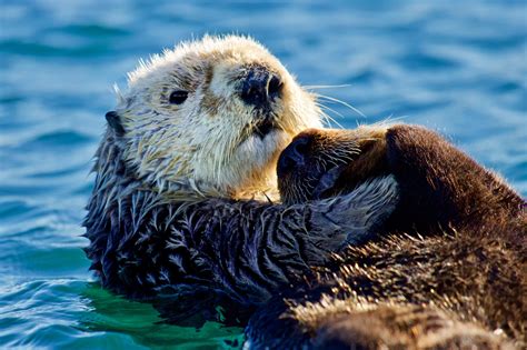 Southern Sea Otters Of Monterey Bay — Morgan Rector Conservation