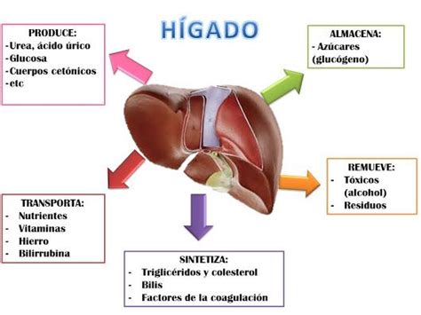 Funcion Del Higado Estructura General Del Higado Lee Y Anatomia