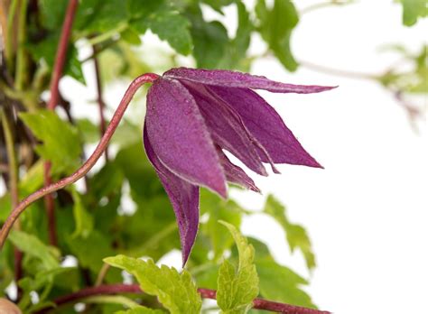 Ballet rok cultuur rokken planten. Waldrebe Ballett Skirt - Clematis macropetala Ballett ...