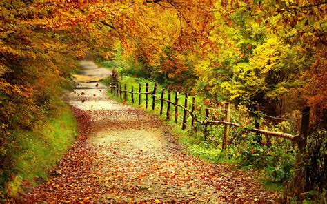Best Path Images Autumn Path Autumn Autumn Colors