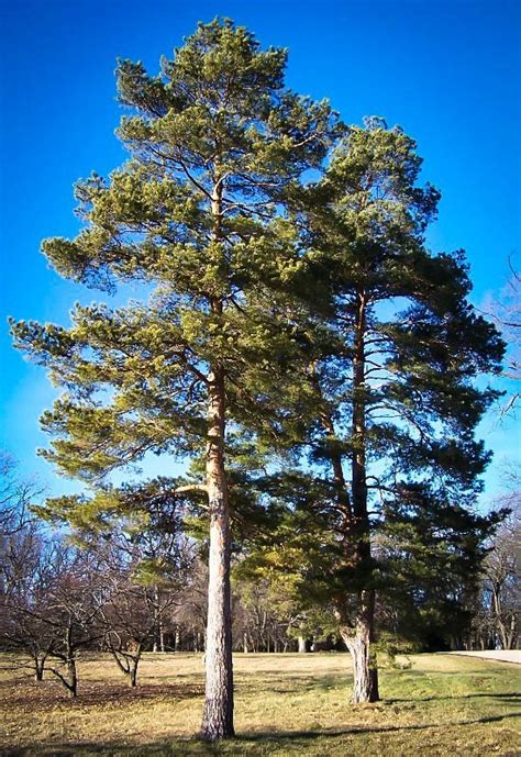 Scots Pine Trees For Sale Online The Tree Center