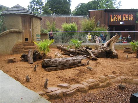 View Of Part Of The Meerkat Enclosure Zoochat